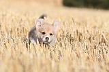 CORGI PEMBROKE 071